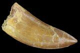 Serrated, Carcharodontosaurus Tooth - Real Dinosaur Tooth #99797-1